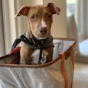 2336 linden blvd animal shelter