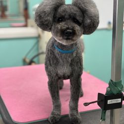 Trim and Proper Grooming Parlor