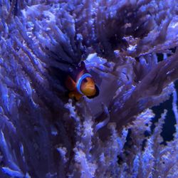 Alabama Aquarium at the Dauphin Island Sea Lab - Clownfish