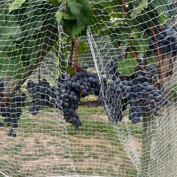 Hawk Haven Vineyard & Winery - Wineries Near Me - Rio Grande, New Jersey Hawk Haven Vineyard & Winery - Wineries Near Me - Rio Grande, New Jersey