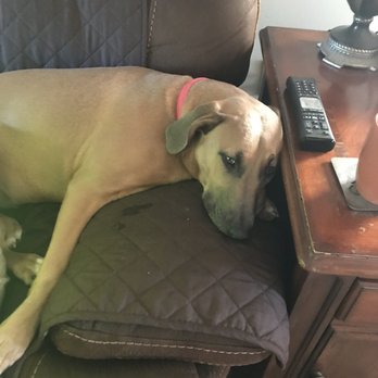 Pet Castle Resort - Beat long day with her new friends - Pet Boarding Near Me - Langhorne, Pennsylvania