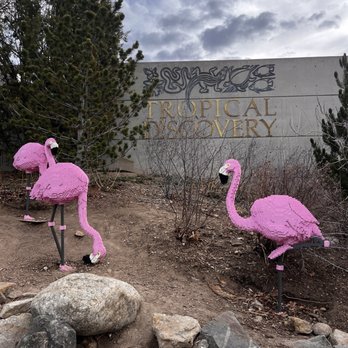Denver Zoo - Lego flamingos - Zoos Near Me - Denver, Colorado