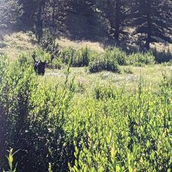 New Venture Cycling - Bull moose grazing in the willows.
