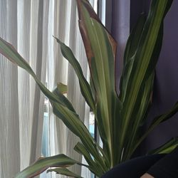 Classy Styles - Plant