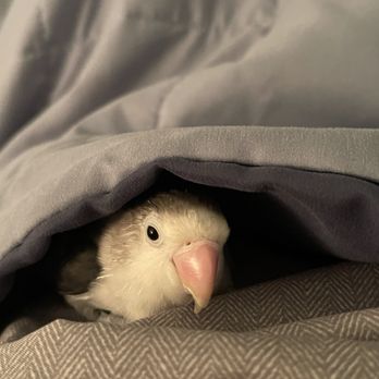 Rainers Lovebird - Pet Breeders Near Me