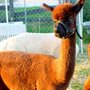 A Lit'le Bit Of Heaven Farm