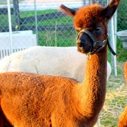 A Lit'le Bit Of Heaven Farm - Bonney's Miracle