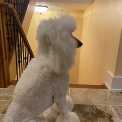 Fetching Fido