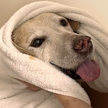 Whiskers n' Ruffs - Pet Sitting Near Me - Ocala, Florida Whiskers n' Ruffs - Pet Sitting Near Me - Ocala, Florida