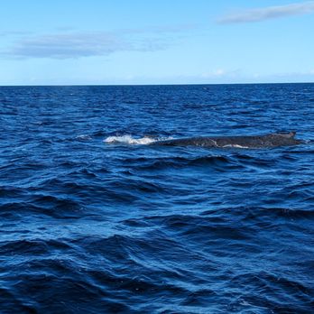 Ocean Sports - Mama and baby whale swam right next to the boat. Wish I had quicker reflexes and a better camera! - Snorkeling Near Me - Waikoloa, Hawaii Ocean Sports - Mama and baby whale swam right next to the boat. Wish I had quicker reflexes and a better camera! - Snorkeling Near Me - Waikoloa, Hawaii