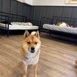 The Dog Patch