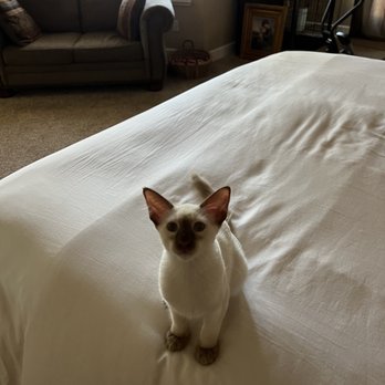 Permes Cattery - My beautiful Permes Estelle . - Pet Breeders Near Me Permes Cattery - My beautiful Permes Estelle . - Pet Breeders Near Me