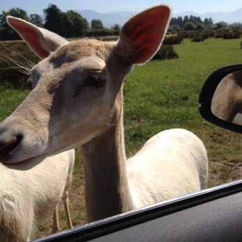 Olympic Game Farm - Zoos Near Me - Sequim, Washington Olympic Game Farm - Zoos Near Me - Sequim, Washington