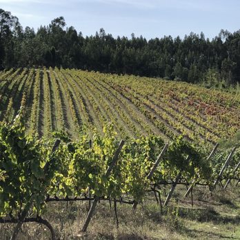 Vadio - Vineyard - Wineries Near Me - Poutena, 01