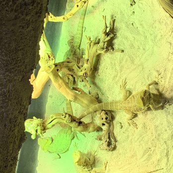 SeaQuest - Folsom - Bearded dragons in the house! - Aquariums Near Me - Folsom, California SeaQuest - Folsom - Bearded dragons in the house! - Aquariums Near Me - Folsom, California