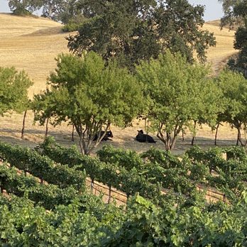 Oso Libre Winery - Cows relaxing in the distance - Wineries Near Me - Paso Robles, California