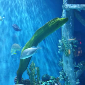 RumFish Grill - Frankie the eel. She is huge! Came out several times during dinner. - Seafood Near Me - St Pete Beach, Florida