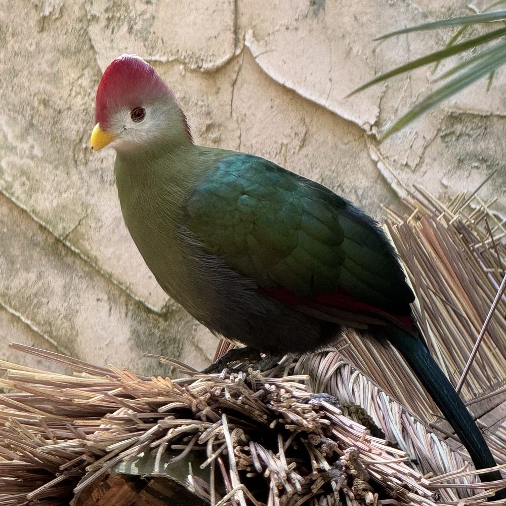 Parrot Mountain & Gardens - Parks Near Me - Pigeon Forge, Tennessee Parrot Mountain & Gardens - Parks Near Me - Pigeon Forge, Tennessee