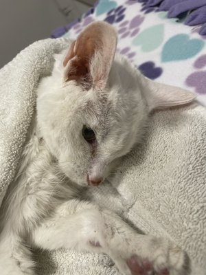 KITTEN TO CAT HOSPITAL - Updated February 2025 - 12 Photos & 16 Reviews