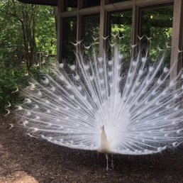Albino peacocks WoW! Albino peacocks WoW!