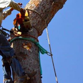Toms Firewood & Tree Service - Firewood Near Me Toms Firewood & Tree Service - Firewood Near Me