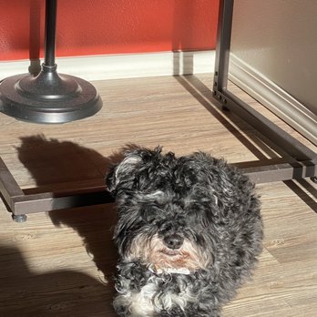 Sud Woofers Grooming - Before (about a month before the groom) - Pet Groomers Near Me