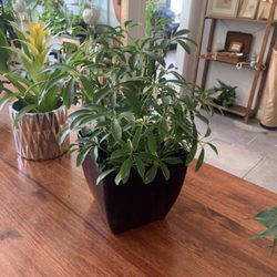 The Plant Niche - Small schefflera tree