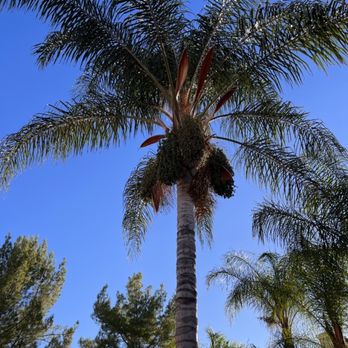 Matthew Tree Service - BEFORE - Tree Services Near Me