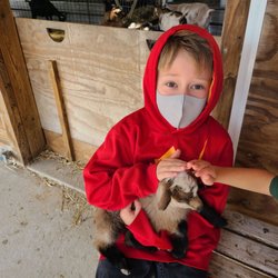 Busy Barns Adventure Farm - Cuddling baby goats
