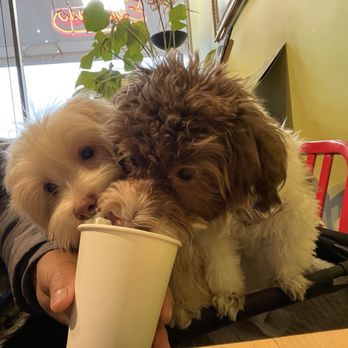 Funky Java Coffee House - Coffee & Tea Near Me - Villa Park, Illinois