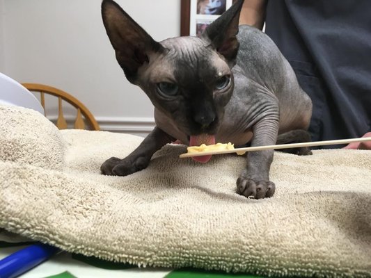 Shiloh Veterinary Hospital 2401 Emig Mill Rd Dover Pa Veterinarians Mapquest