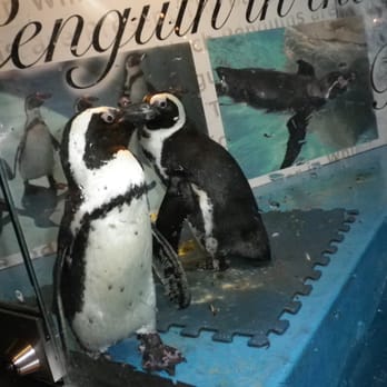 ペンギンのいるBAR 池袋 - Updated December 2025 - 56 Photos & 10