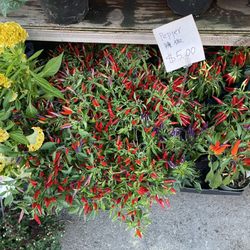 Dahing Plants - Varieties of peppers!