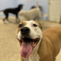 Gary's Professional Dog Grooming - Gina smiles