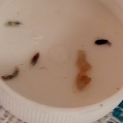 Cahill Kevin M, MD, DT, M & H - What are we dealing with here, help stuck in new Zealand very ill