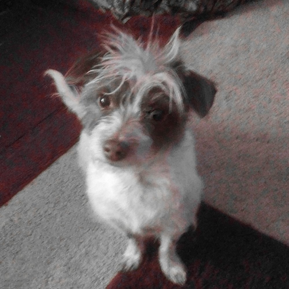 The handsomest boy in town! All because of Desiree! A perfect groom, from the perfect groomer! She's the BEST! The handsomest boy in town! All because of Desiree! A perfect groom, from the perfect groomer! She's the BEST!