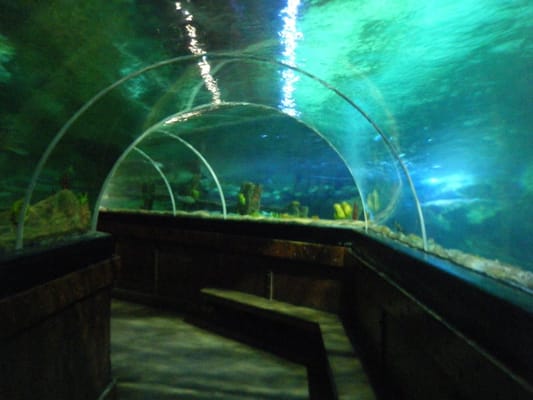 SEA LIFE Brighton by null