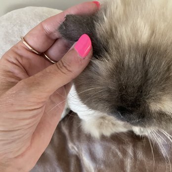 Pikaso Pet Spa - Pet Groomers Near Me - Plainfield, Illinois Pikaso Pet Spa - Pet Groomers Near Me - Plainfield, Illinois