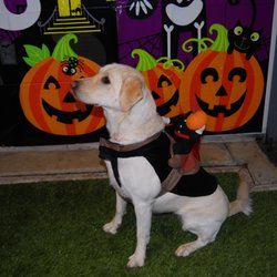 Four Paws Pet Resort - Doggy Halloween Party