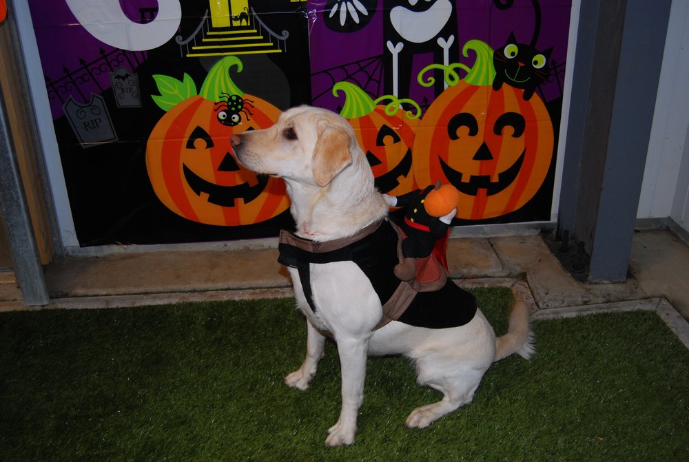 Four Paws Pet Resort - pet boarding facility in Eagan, MN