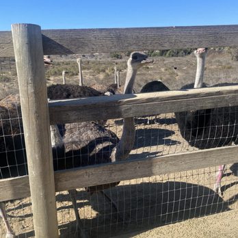 Ostrichland USA - Attraction Farms Near Me - Solvang, California Ostrichland USA - Attraction Farms Near Me - Solvang, California