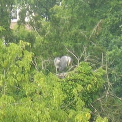 Kelsey Park - Heron or pelican in kelsey park
