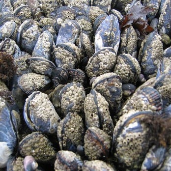 Fitzgerald Marine Reserve - mussels seen during minus tide - Parks Near Me - Moss Beach, California Fitzgerald Marine Reserve - mussels seen during minus tide - Parks Near Me - Moss Beach, California