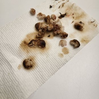 Del Valle Pet Hospital - This is what Del Valle neglected to do.  They are more interested in $$$"$ not your pet - Veterinarians Near Me - Livermore, California