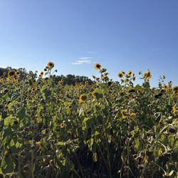 Parker Flower Farms