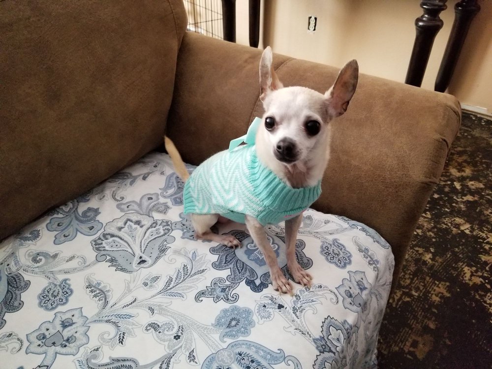 KOKOPELLI ANIMAL CLINIC 12 Photos & 13 Reviews 3301 Coors Blvd NW