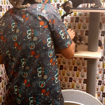Aloha Kitty Cafe - Pet Adoption Near Me - Kailua, Hawaii