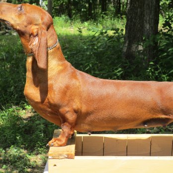Wylde Rose Dachshunds - One of our Champion girls. - Pet Breeders Near Me Wylde Rose Dachshunds - One of our Champion girls. - Pet Breeders Near Me