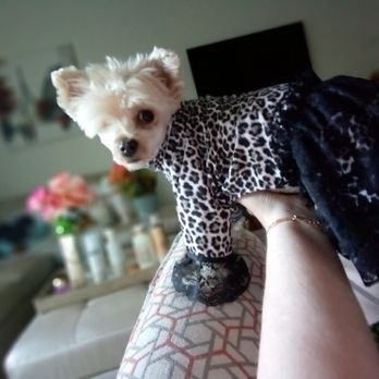 Muddy Pups - Pet Groomers Near Me - Midland, Michigan