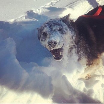 Friendly Arctic Adventures - Happy, friendly dogs! - Sledding Near Me - Fairbanks, Alaska